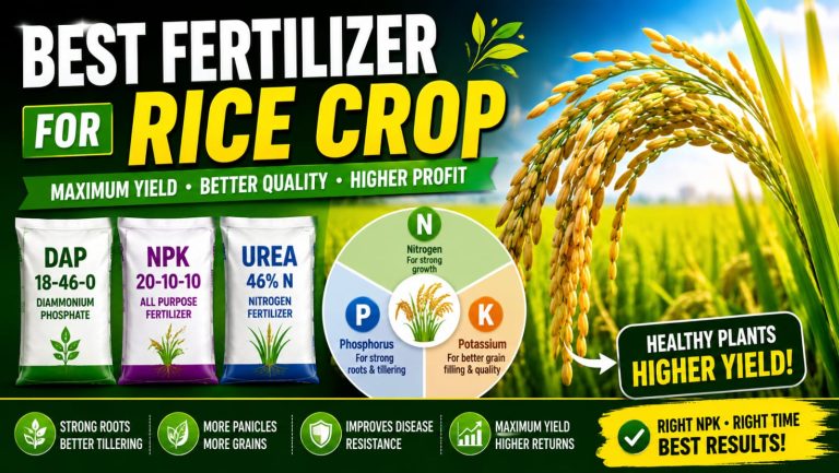 Best Fertilizer for Rice Crop